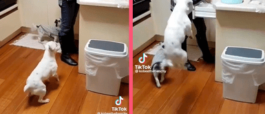 MASCOTAS: Perrito se vuelve viral por saltar de la alegría y usuarios lo comparan con un canguro MASCOTAS: Perrito se vuelve viral por saltar de la alegría y usuarios lo comparan con un canguro