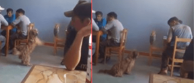 El perrito comenzó a saltar para llamar la atención. Perrito de la calle ruega por comida con sus patitas en restaurantes y conmueve en las redes: "Pobrecito, pide así"