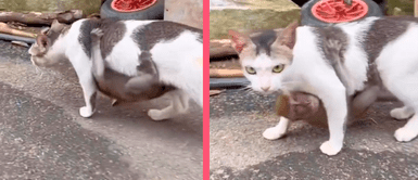 Gata adopta un pequeño mono y este se aferra a su vientre por su vida Gata adopta un pequeño mono y este se aferra a su vientre por su vida