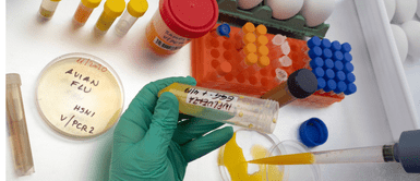 Conoce los síntomas de la gripe aviar. Padre de la niña fallecida en Camboya por gripe aviar da positivo en virus