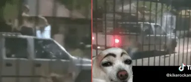 Perritos se pusieron a jugar encima de camioneta. Perros se aparean encima de carro que iba velocidad y sorprenden con habilidad en las redes