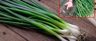 Nueva investigación halla pesticida en la cebolla china que causa infertilidad y cáncer Nueva investigación halla pesticida en la cebolla china que causa infertilidad y cáncer