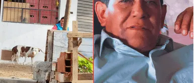 Perrita sufre constantes maltratos por sus dueños. Ventanilla: Familia deja a perrita en la calle para que quede preñada y vendan sus crías