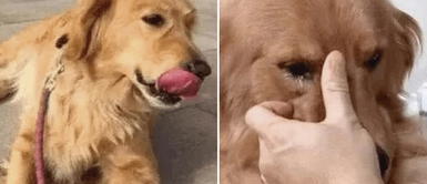 Perrito golden retriever se emocionó al ver a su dueño Perrito rompió en llanto luego de ver a su dueño luego de 5 años