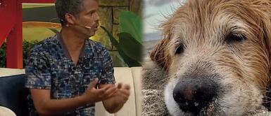 Pancho Cavero analizó las razones del por qué el perro Tadeo falleció en la playa Bujama Fin del misterio: Pancho Cavero explicó por qué el perrito falleció intoxicado en la playa de Bujama
