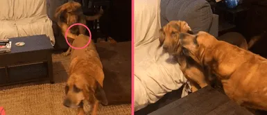 Perro encara a su hermano por golpearlo en repetidas ocasiones y provoca las risas en los usuarios Perro encara a su hermano por golpearlo en repetidas ocasiones y provoca las risas en los usuarios