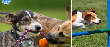 Los familias y sus mascotas podrán disfrutar de la gran feria PetFest en Lima. PetFest: Pancho Cavero anuncia evento de adopción de mascotas, juegos, concursos y más