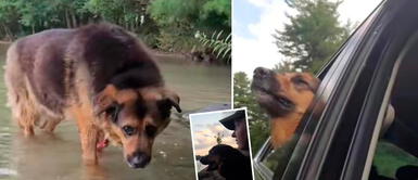 Perro anciano paseó por primera vez en siete años y estuvo muy feliz El viaje de su vida: Perro anciano se emocionó tras dar su primer paseo luego de siete años