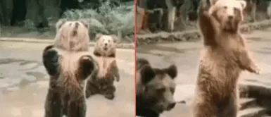 Osito captó la atención del joven en el Zoo. Hombre alimenta a osos en zoológico, pero uno de ellos lo saluda como humano