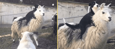 El perrito se puso a jugar con la llama. Perrito se emociona al llegar a una granja y se sube encima de una llama: "No pensé que llegaría tan lejos"