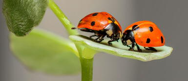 Las mariquitas pueden tener diversos significados, los cuales están relacionados con el amor y el hogar. Qué significa que una mariquita se pose en ti: ¿Buena suerte en el amor, el hogar y dinero?