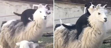 Perrito demuestra ternura tras abrazar a su amiga, la llama Perrito se pasó de cariñoso con una llama y le dio un tierno abrazo: "Un paseito"