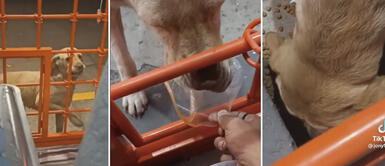 Perrita se ganó el corazón de miles de cibernautas tras su tierno agradecimiento Perrita de la calle conquistó al dueño de la tienda por llevarle basura a cambio de galletas