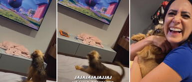 Perrito causó mucha ternura en TikTok por su reacción ante una película animada Perrito se asustó con el pavo real de la TV y corrió a los brazos de su dueña