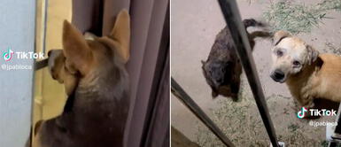 El perrito se puso triste en su ventana. Perrito castigado hace ojitos a su dueño para que le de permiso para salir a la calle con sus 'amigos'