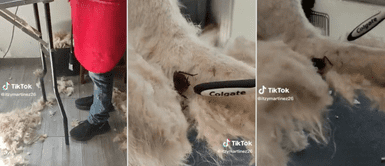 El groomer se sorprendió al encontrar enorme insecto. Peluquero hace nuevo look a perrito y encuentra una cucaracha gigante en su pelaje