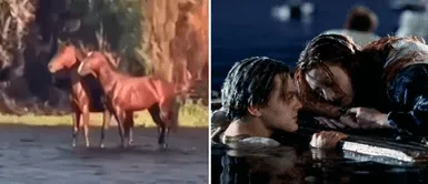 Caballos comparten la misma tabla para sobrevivivir en una laguna y los comparan con la película 'Titanic' Caballos comparten la misma tabla para sobrevivivir en una laguna y los comparan con la película 'Titanic'