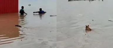 Los perritos no dejaban de llorar al nadar en el desborde del río. Perritos lloran y luchan por sus vidas en pleno desborde del río La Leche