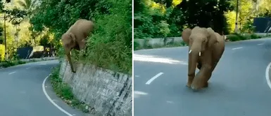 Bebe elefante se da cuenta que lo estaban grabando y corre para destruir el celular Bebe elefante se da cuenta que lo estaban grabando y corre para destruir el celular