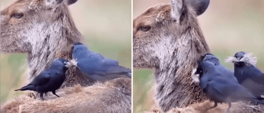 Pajaros aprovechan a sacar el pelaje de un ciervo que descansaba para preparar su nido Pajaros aprovechan a sacar el pelaje de un ciervo que descansaba para preparar su nido