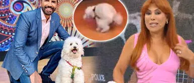 Magaly Medina les da con palo a los conductores de "Arriba mi people" Magaly Medina 'noquea' a Fernando Díaz por bajo rating: "Un punto cuando su perro hace popó"