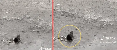 La ratita conmovió al estar muy sola. La ratita conmovió al estar muy sola.