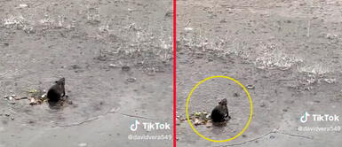 La ratita conmovió al estar muy sola. La ratita conmovió al estar muy sola.