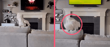 Cacatua alborota las redes sociales tras mover la cabeza al ritmo de ACDC Cacatua alborota las redes sociales tras mover la cabeza al ritmo de ACDC