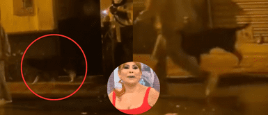 El 'ampay' del perrito se volvió viral en redes sociales. "Ampayan" a perro en una fiesta clandestina y usuarios le advierten: "Cuídate de Magaly"