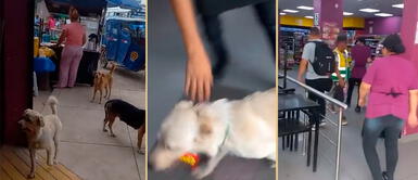 El perrito hizo tremenda travesura en plena tienda. Perrito saca 'cachita' a trabajadores de Tambo que no logran alcanzarlo tras robar dulces