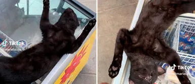 Gato no puede con el calor y se refresca. Gato odia el calor y decide dormir encima de una congeladora de helados
