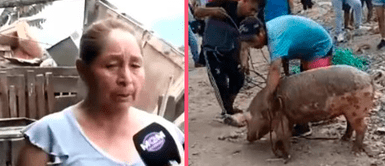 Dueña del cerdo que fue rescatado del río Chillón explica cómo se encuentra: “Ya lo cocinaron” ¡No se salvó! Rescataron a cerdo del río Chillón y dueña confirma que se lo terminaron comiendo