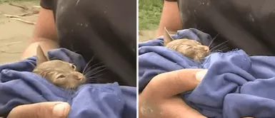 Lluvias en Perú: gatito es rescatado con vida tras quedar enterrado en huaico en Áncash Lluvias en Perú: gatito es rescatado con vida tras quedar enterrado en huaico en Áncash