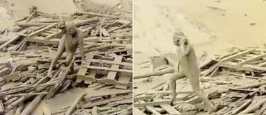 Evangelina Chamorro fue la valiente mujer que sobrevivió a un huaico y luchó por su vida. Evangelina Chamorro: La traumática historia de la mujer que sobrevivió a un huaico sin fracturas