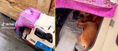 El perrito se quedó completamente dormido en la mototaxi. Joven deja dormir a perrito en su mototaxi para protegerlo de las intensas lluvias: "Héroe sin capa"