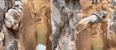 Perrito explorador sorprende con sus grandes saltos al cruzar acantilados al lado de su dueño Perrito explorador sorprende con sus grandes saltos al cruzar acantilados al lado de su dueño