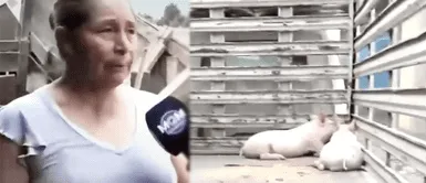 ‘Yaku’ y ‘Esperanza’: Así bautizó dueña de canchito cocinado a los cerdos que le regaló alcalde de Puente Piedra ‘Yaku’ y ‘Esperanza’: Así bautizó dueña de canchito cocinado a los cerdos que le regaló alcalde de Puente Piedra