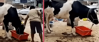 Familia sube a vaca al techo de su casa para resguardarla de inundación tras fuertes lluvias por ciclón Yaku Familia sube a vaca al techo de su casa para resguardarla de inundación tras fuertes lluvias por ciclón Yaku