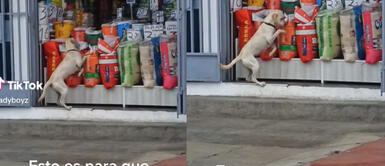 Los internautas se enternecieron con la escena. ¡Con las patas en la masa! Captan a perrito robándose el Ricocan de una tienda: "Control de calidad"