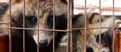 Conoce los síntomas del coronavirus. Hallan a perros mapache y otros mamíferos como posible causa la COVID-19, afirma estudio