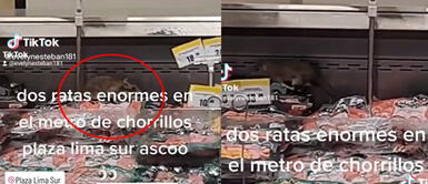 Los roedores se paseaban por la zona de embutidos de Metro. Dos ratas se pasean por el supermercado Metro y clientes quedan impactados: "Chefcito salió de compras"