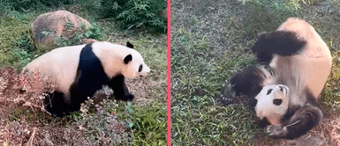 Panda hace ejercicio por las mañanas y causa ternura en usuarios de las redes sociales Panda hace ejercicio por las mañanas y causa ternura en usuarios de las redes sociales