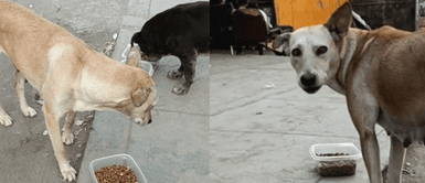 La joven se ganó la admiración de los usuarios. Joven conmueve a usuarios al entregar comida a perritos callejeros: "¡Qué hermoso corazón!"