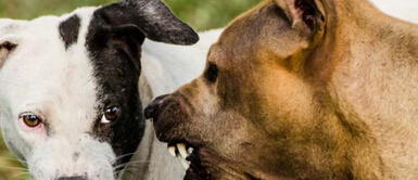 Perros intentando pelearse ¿Qué significa soñar con perros peleando? Descubre la verdad detrás de tus sueños