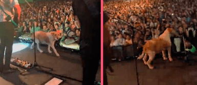 ¿Un nuevo miembro de la banda? Perro sorprende durante concierto de los Auténticos Decadentes ¿Un nuevo miembro de la banda? Perro sorprende durante concierto de los Auténticos Decadentes