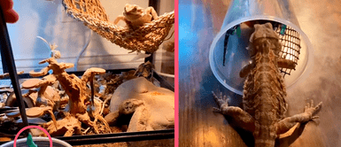 Dragón Barbudo no aguanta sus ansías y da tremendo salto por su comida causando ternura en usuarios Dragón Barbudo no aguanta sus ansías y da tremendo salto por su comida causando ternura en usuarios