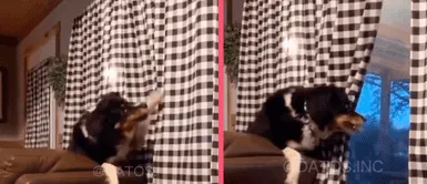 Perro mira por la ventana como un humano y se vuelve viral en redes sociales Perro mira por la ventana como un humano y se vuelve viral en redes sociales