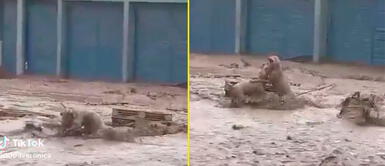 Los perritos no dejaban de jugar en el lodo. Perritos se pelean durante el paso del huaico en San Juan de Lurigancho: "Son otro nivel"