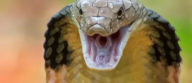 Víbora ¿Qué significa soñar con víboras? Descubre AQUÍ todas sus interpretaciones