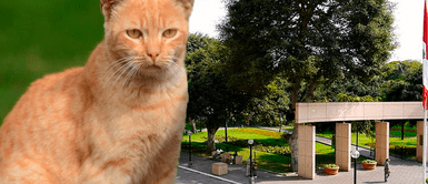 Miraflores: reportan envenenamiento masivo de gatos en parque Kennedy Miraflores: reportan envenenamiento masivo de gatos en parque Kennedy